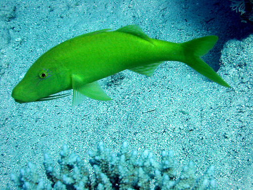 Goldsaddle goatfish